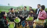 批發中國生物農業有機綠茶科技開發項目融資_食品、飲料_世界工廠網中國產品信息庫